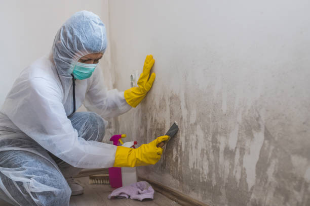 Why You Should Choose Our Mold Remediation Services in Monticello, KY